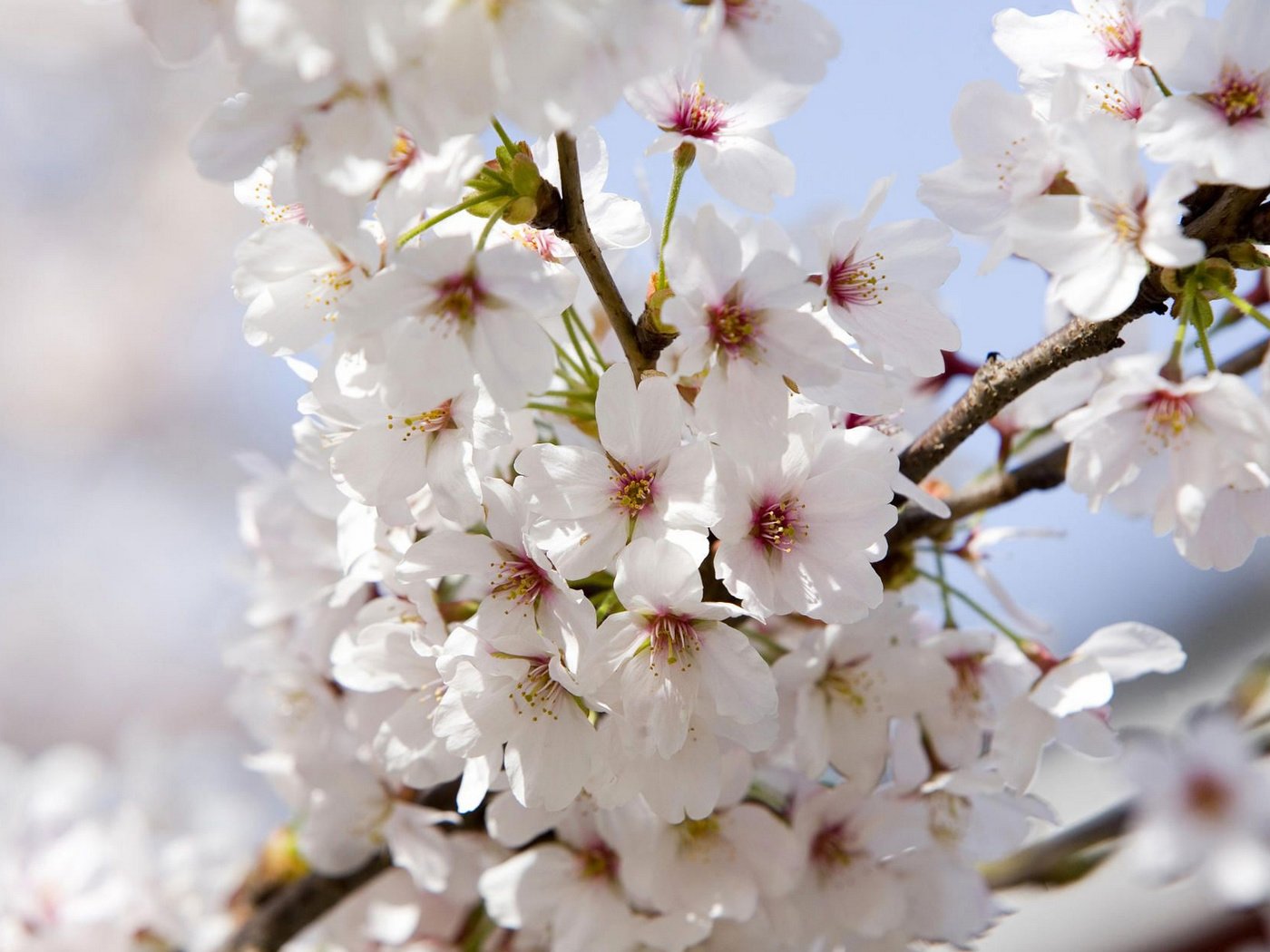 Обои цветение, сакура, flowering, sakura разрешение 1920x1200 Загрузить