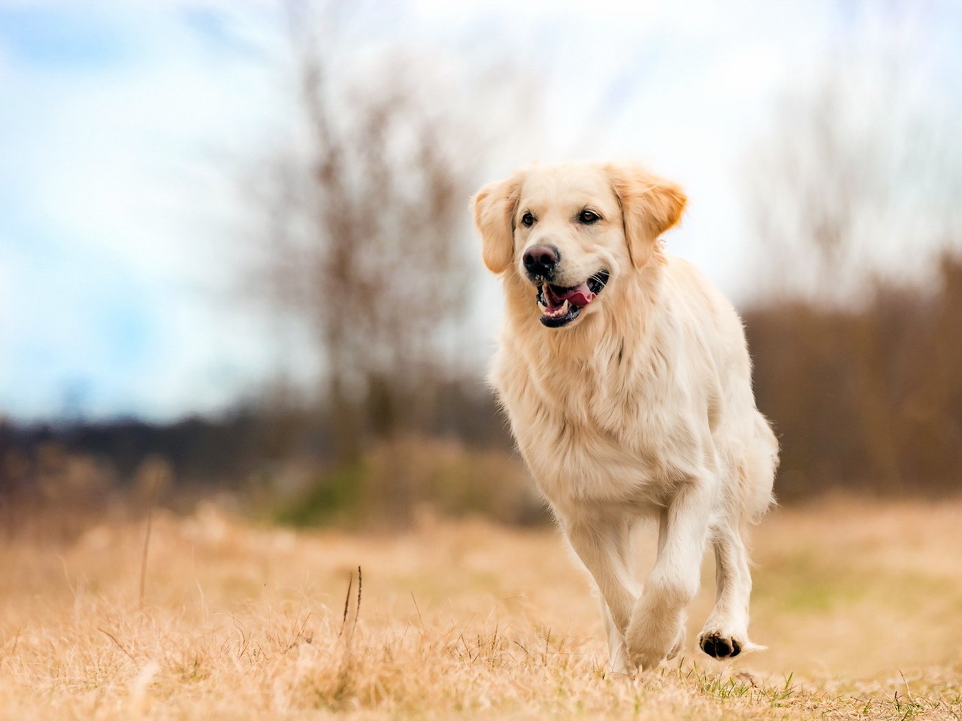 Обои взгляд, собака, друг, золотистый ретривер, look, dog, each, golden retriever разрешение 1920x1147 Загрузить