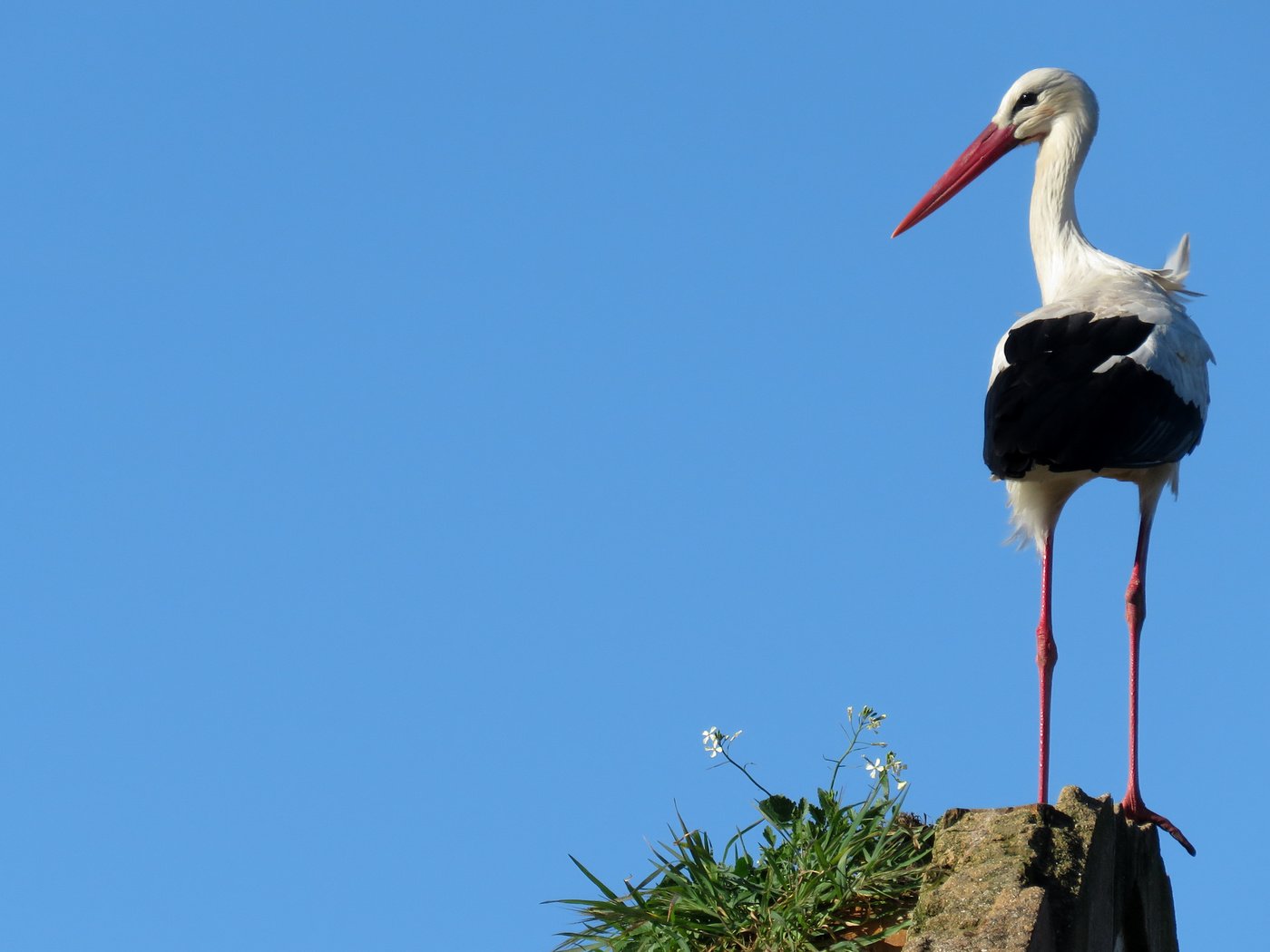 Обои небо, птица, аист, the sky, bird, stork разрешение 4608x2592 Загрузить