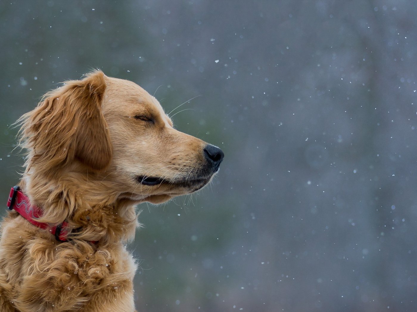 Обои взгляд, собака, друг, ошейник, look, dog, each, collar разрешение 1920x1080 Загрузить