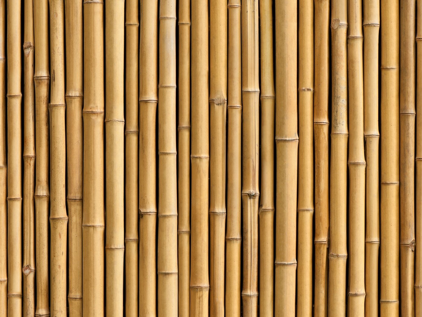 Обои бамбук, ствол, завод, bamboo, trunk, plant разрешение 6144x4088 Загрузить