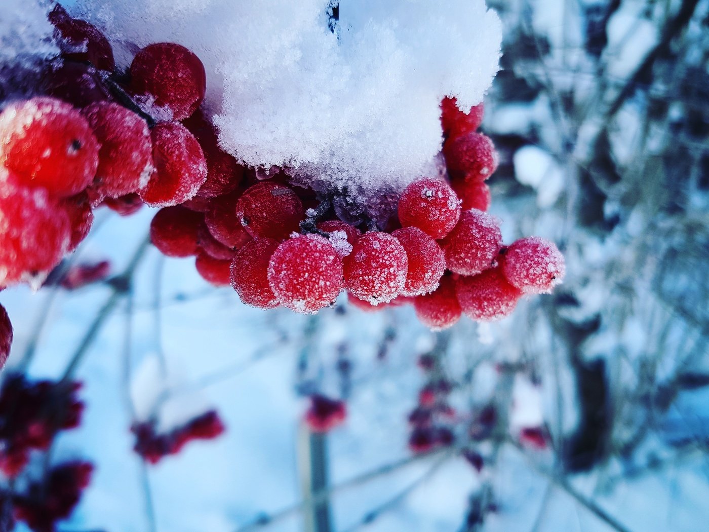 Обои снег, зима, макро, холод, ягоды, калина, snow, winter, macro, cold, berries, kalina разрешение 4032x3024 Загрузить