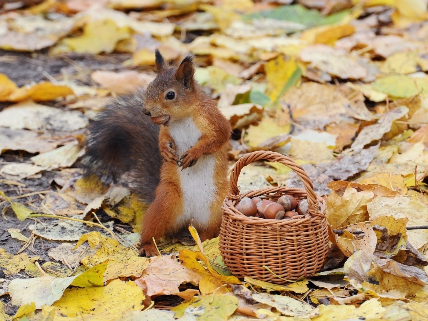 Обои орехи, осень, белка, корзинка, nuts, autumn, protein, basket разрешение 2960x2108 Загрузить