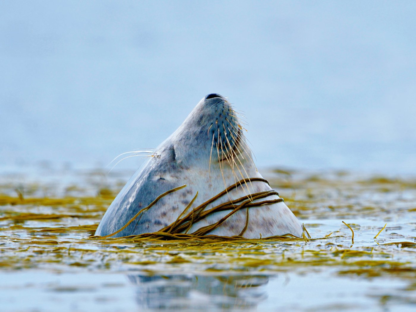 Обои вода, тюлень, голова, water, seal, head разрешение 1920x1080 Загрузить