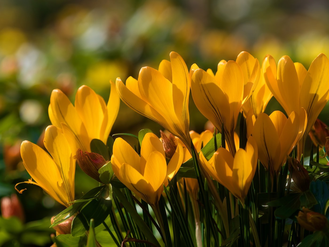 Обои цветы, весна, желтые, крокусы, шафран, flowers, spring, yellow, crocuses, saffron разрешение 5906x3937 Загрузить