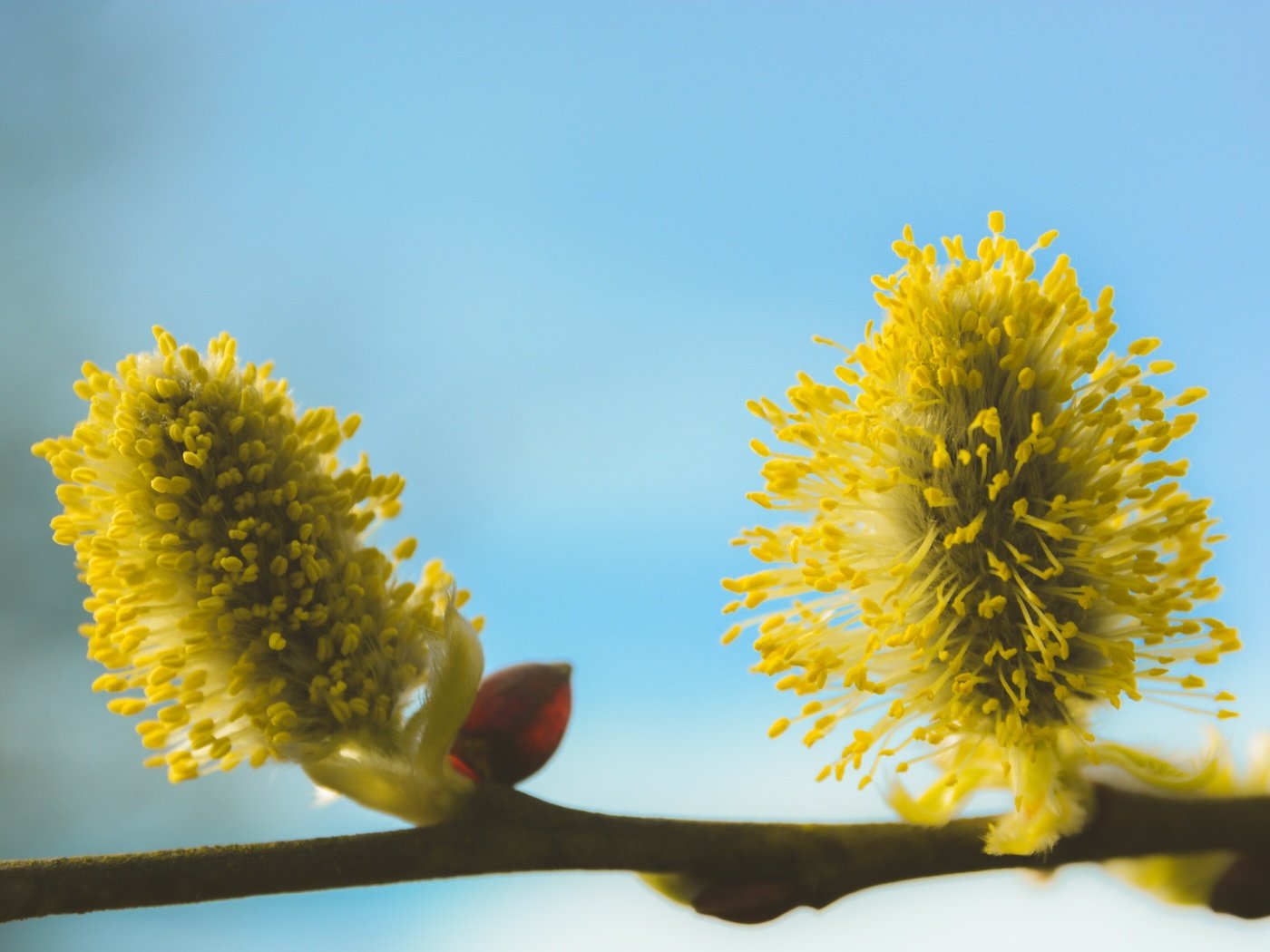 Обои ветка, дерево, макро, фон, весна, ива, верба, branch, tree, macro, background, spring, iva, verba разрешение 5066x3377 Загрузить