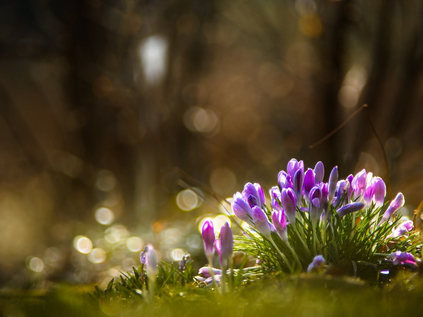 Обои цветы, природа, лес, весна, крокусы, flowers, nature, forest, spring, crocuses разрешение 2048x1317 Загрузить