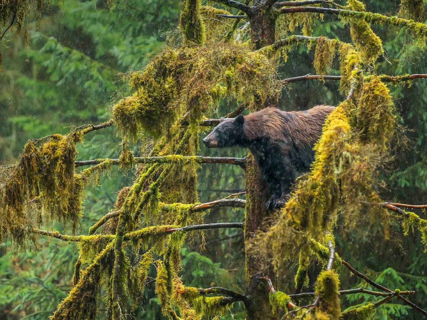 Обои медведь, сша, аляска, барибал, чёрный медведь, tongass national forest, bear, usa, alaska, baribal, black bear разрешение 1920x1080 Загрузить