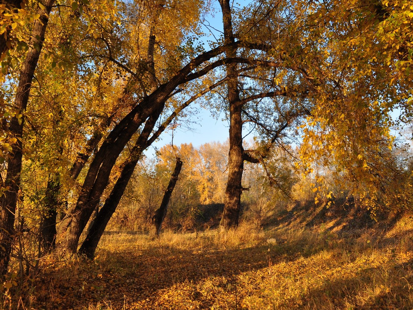 Обои деревья, листва, осень, расцветка, деревь, опадают, осен,  листья, trees, foliage, autumn, colors, fall, leaves разрешение 4288x2848 Загрузить