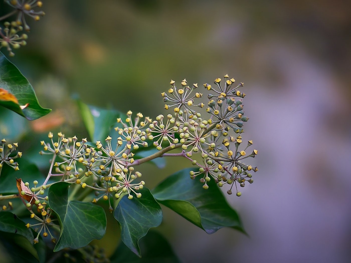 Обои природа, листья, ветки, семена, растение, боке, nature, leaves, branches, seeds, plant, bokeh разрешение 2048x1152 Загрузить