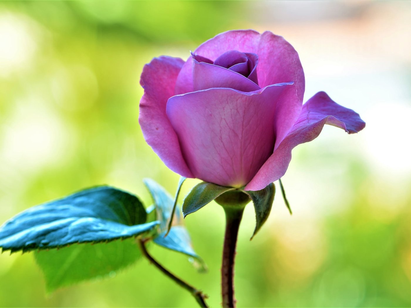 Обои макро, цветок, роза, лепестки, macro, flower, rose, petals разрешение 2048x1365 Загрузить