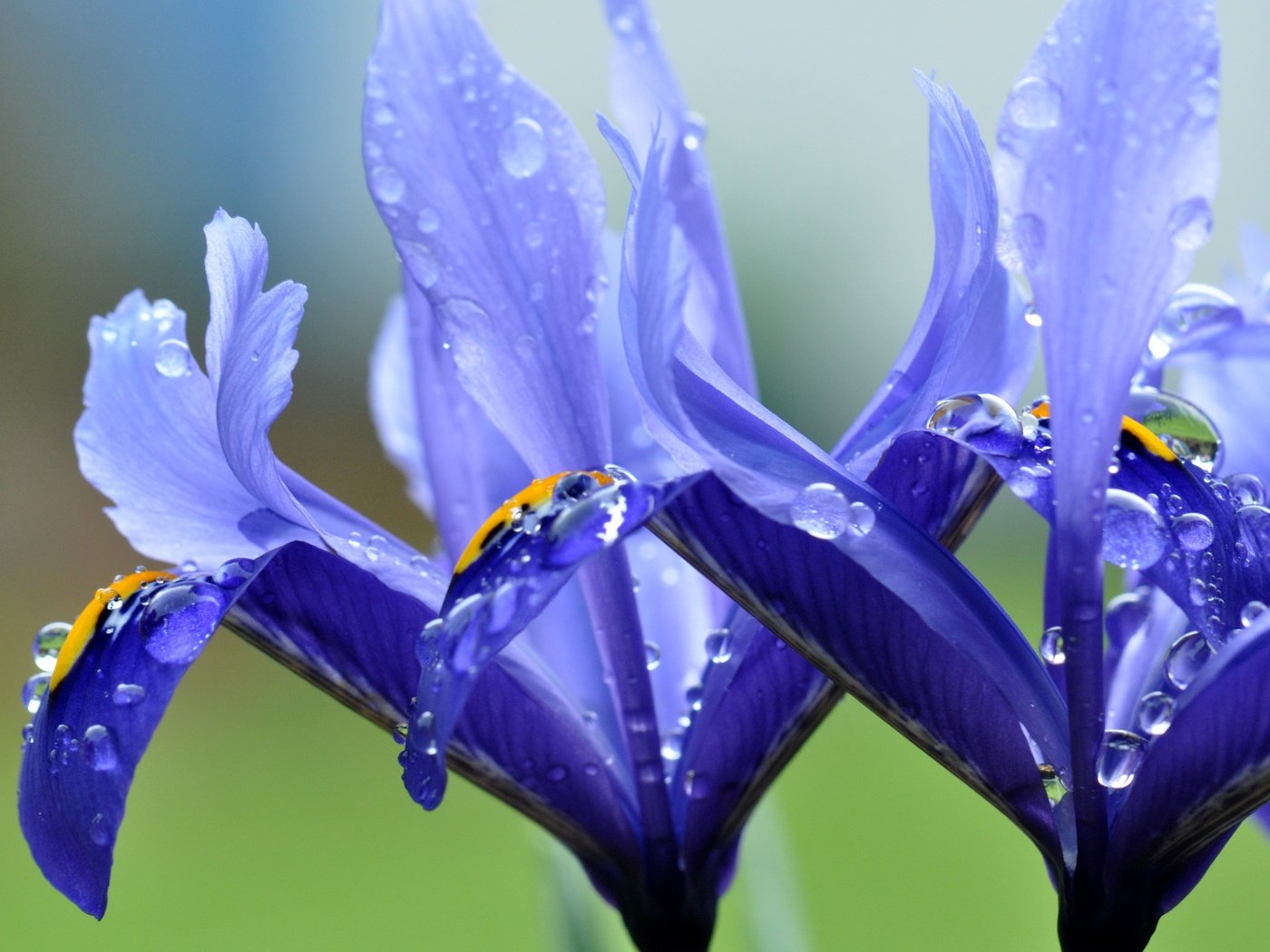 Обои цветы, макро, капли, лепестки, ирисы, flowers, macro, drops, petals, irises разрешение 4288x2848 Загрузить