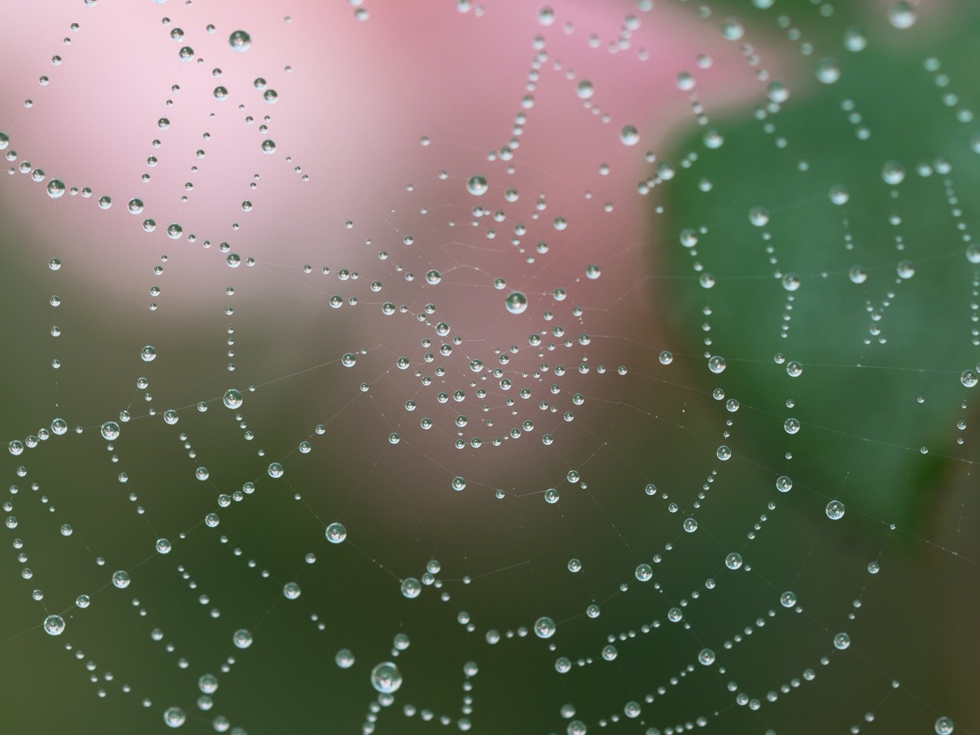 Обои вода, макро, роса, капли, капельки, паутина, сеть, ловушка, water, macro, rosa, drops, droplets, web, network, trap разрешение 2400x2400 Загрузить