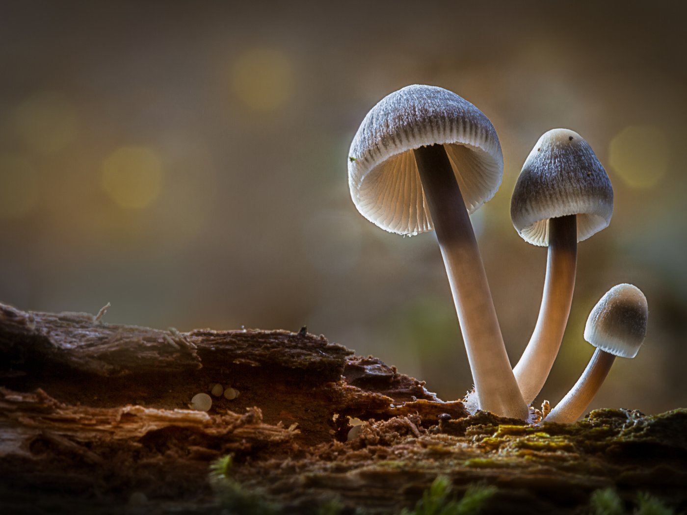 Обои лес, осень, грибы, гриб, боке, sophiaspurgin, forest, autumn, mushrooms, mushroom, bokeh разрешение 5165x3443 Загрузить