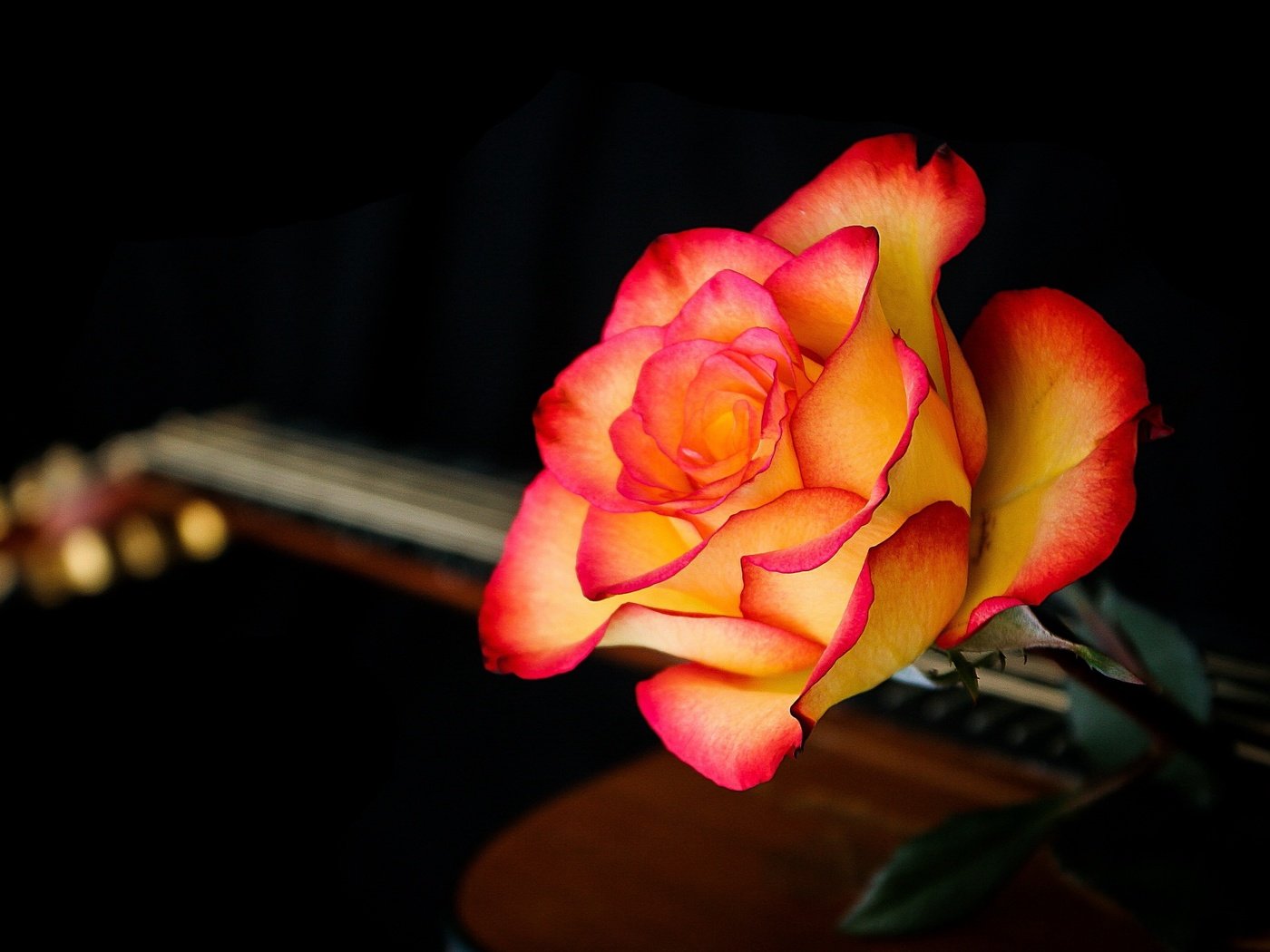 Обои макро, фон, цветок, гитара, роза, лепестки, черный фон, macro, background, flower, guitar, rose, petals, black background разрешение 2560x1595 Загрузить