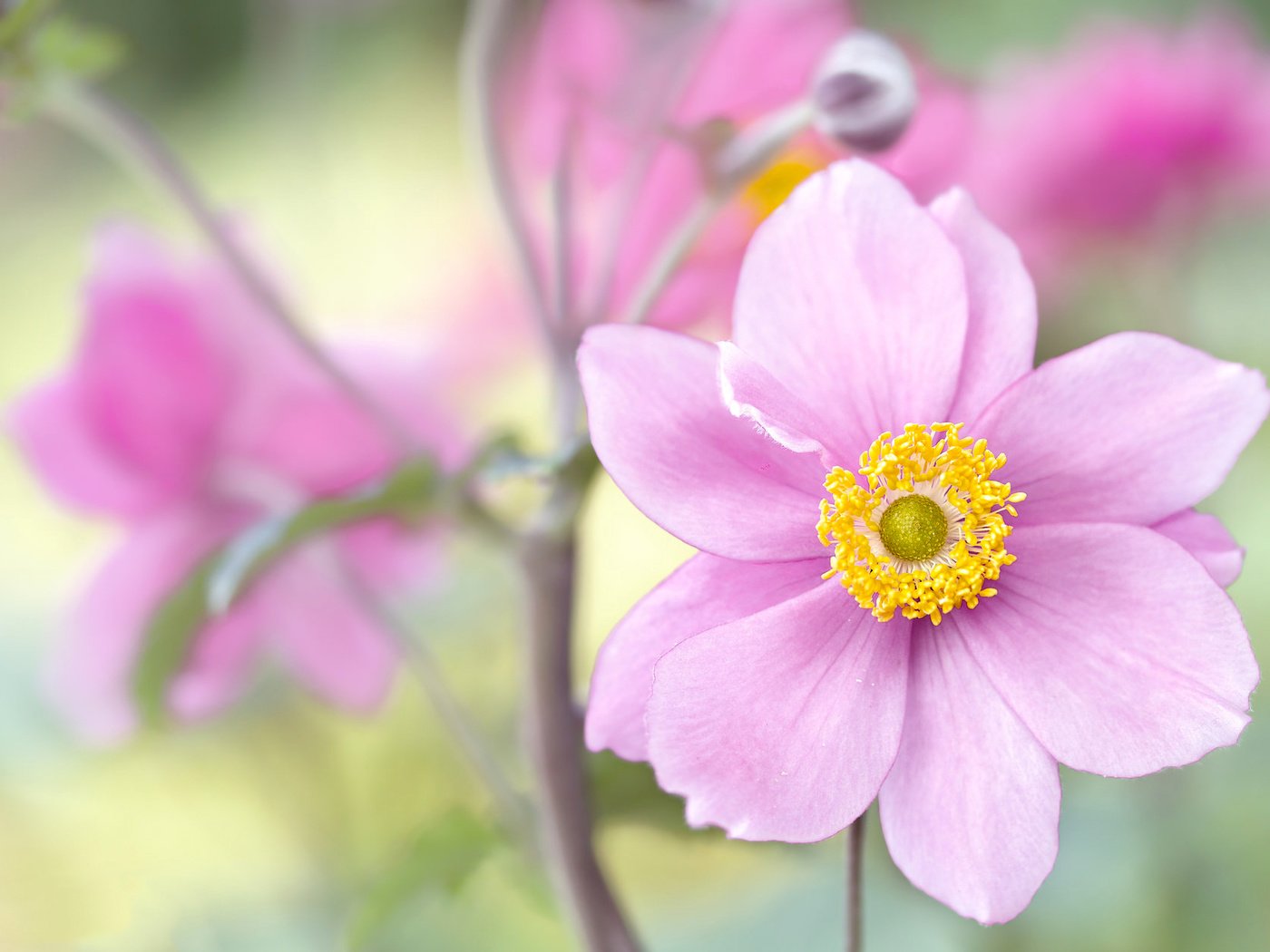 Обои цветы, макро, лепестки, анемона, flowers, macro, petals, anemone разрешение 2048x1263 Загрузить