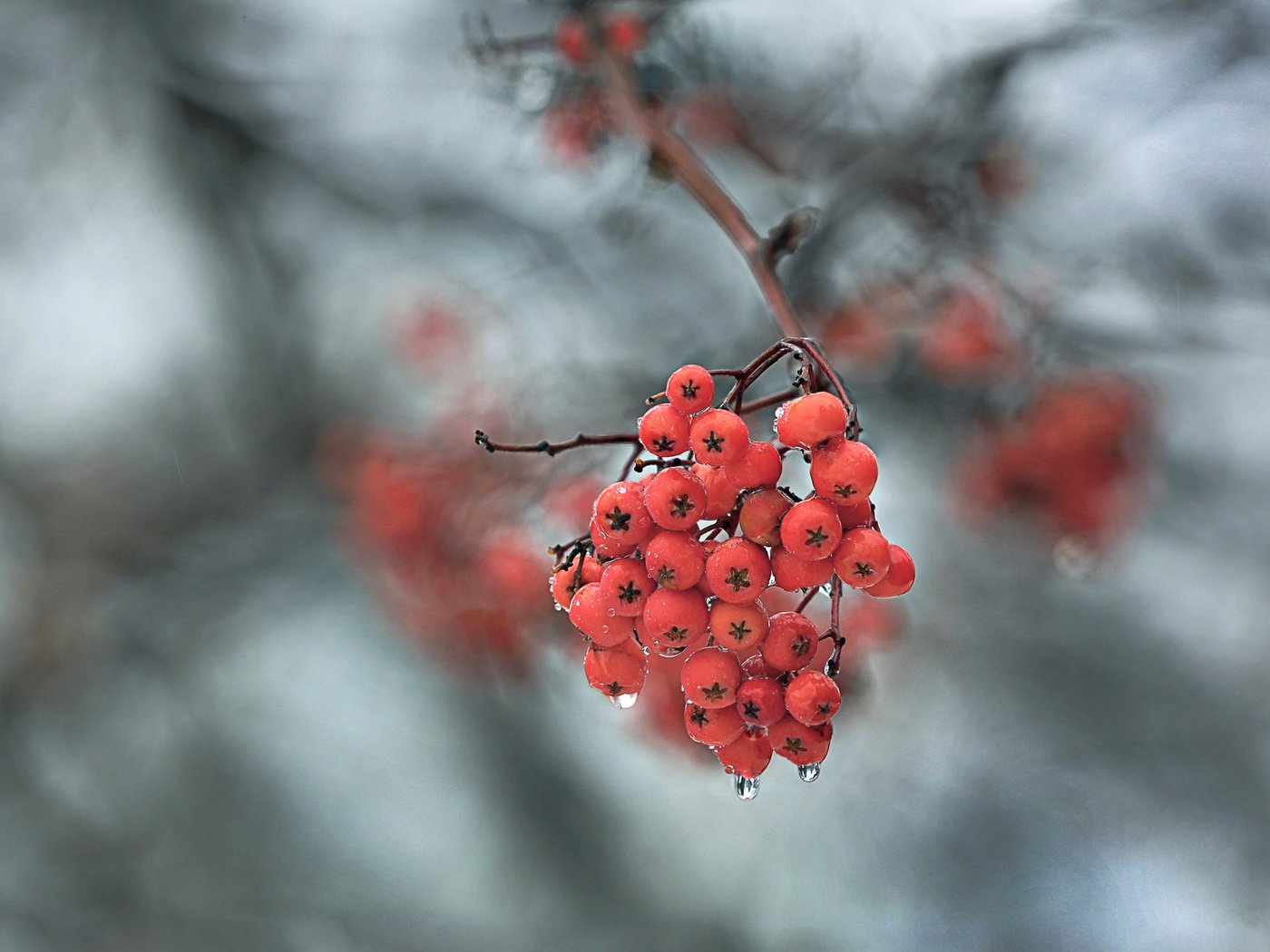 Обои ветка, природа, макро, фон, капли, ягоды, рябина, branch, nature, macro, background, drops, berries, rowan разрешение 1920x1240 Загрузить