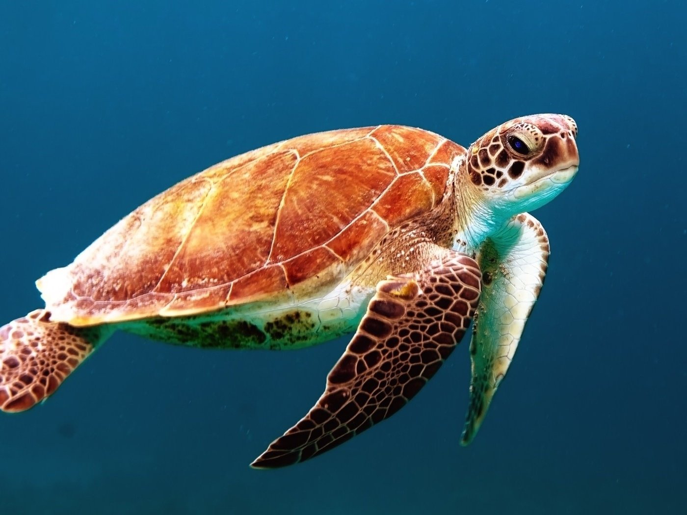 Обои черепаха, панцирь, океан, морская черепаха, turtle, shell, the ocean, sea turtle разрешение 1920x1200 Загрузить