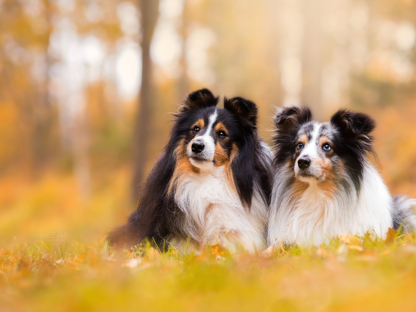 Обои фон, парочка, собаки, боке, шелти, шетландская овчарка, background, a couple, dogs, bokeh, sheltie, shetland sheepdog разрешение 5472x3648 Загрузить