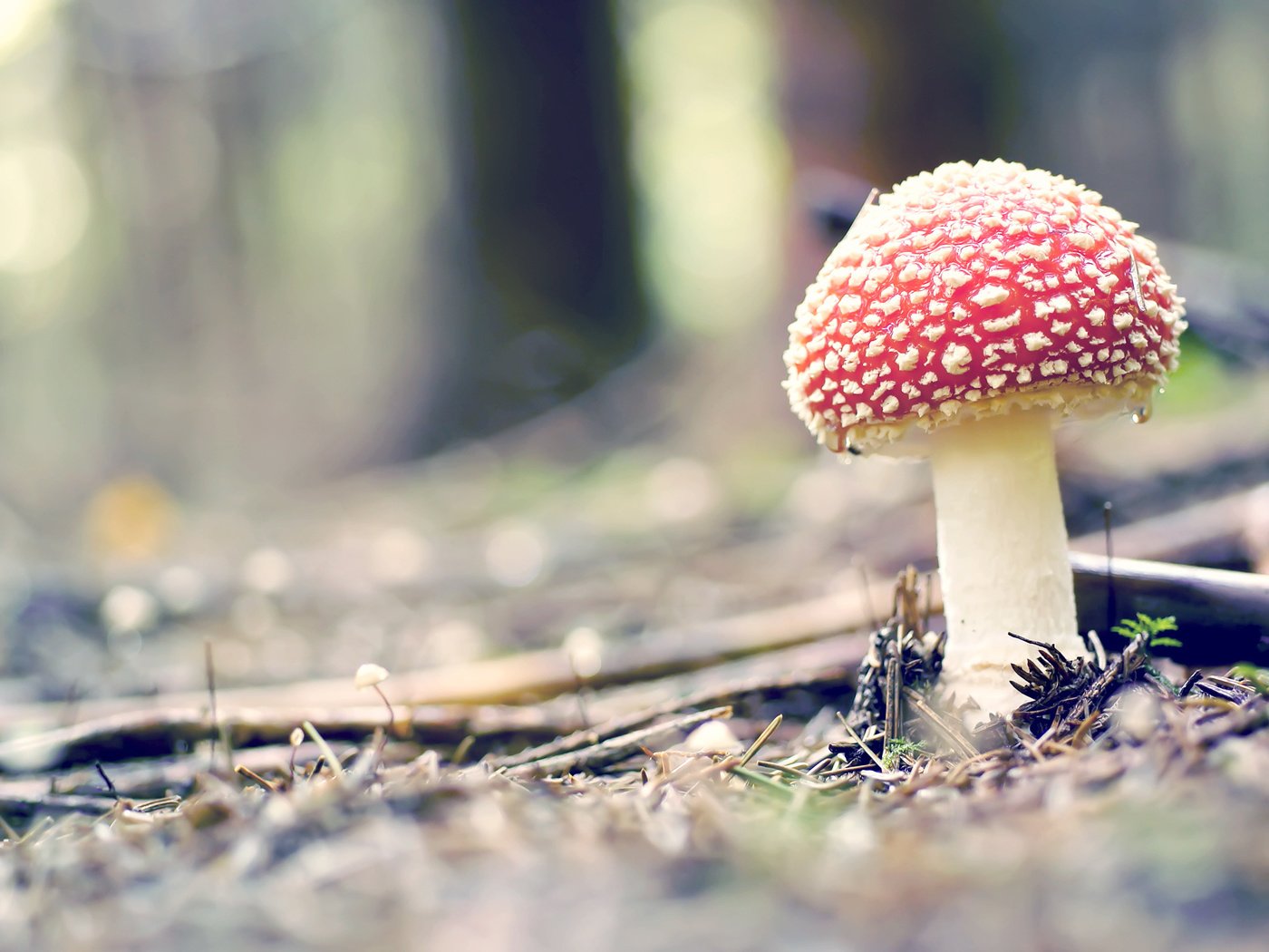 Обои природа, лес, макро, гриб, мухомор, боке, nature, forest, macro, mushroom, bokeh разрешение 2560x1600 Загрузить