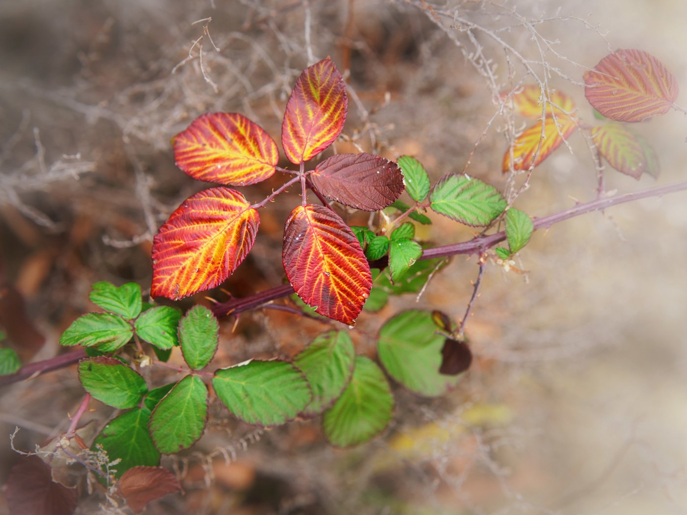 Обои природа, листья, макро, фон, краски, осень, паутина, веточки, nature, leaves, macro, background, paint, autumn, web, twigs разрешение 3000x2001 Загрузить