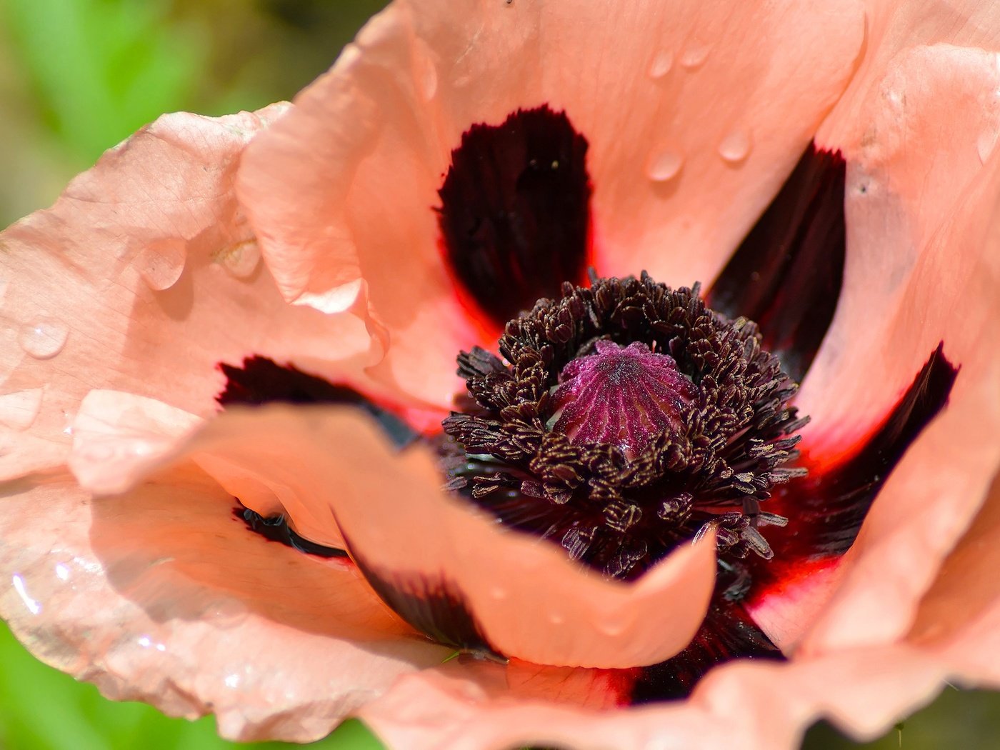 Обои макро, цветок, капли, лепестки, мак, macro, flower, drops, petals, mac разрешение 2560x1707 Загрузить