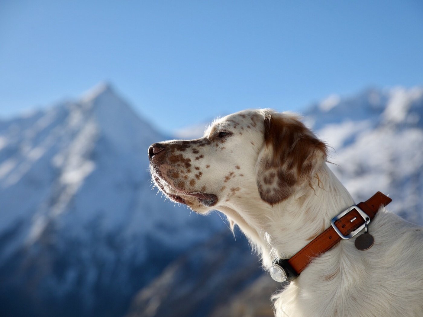 Обои портрет, собака, профиль, ошейник, английский сеттер, portrait, dog, profile, collar, the english setter разрешение 1920x1280 Загрузить