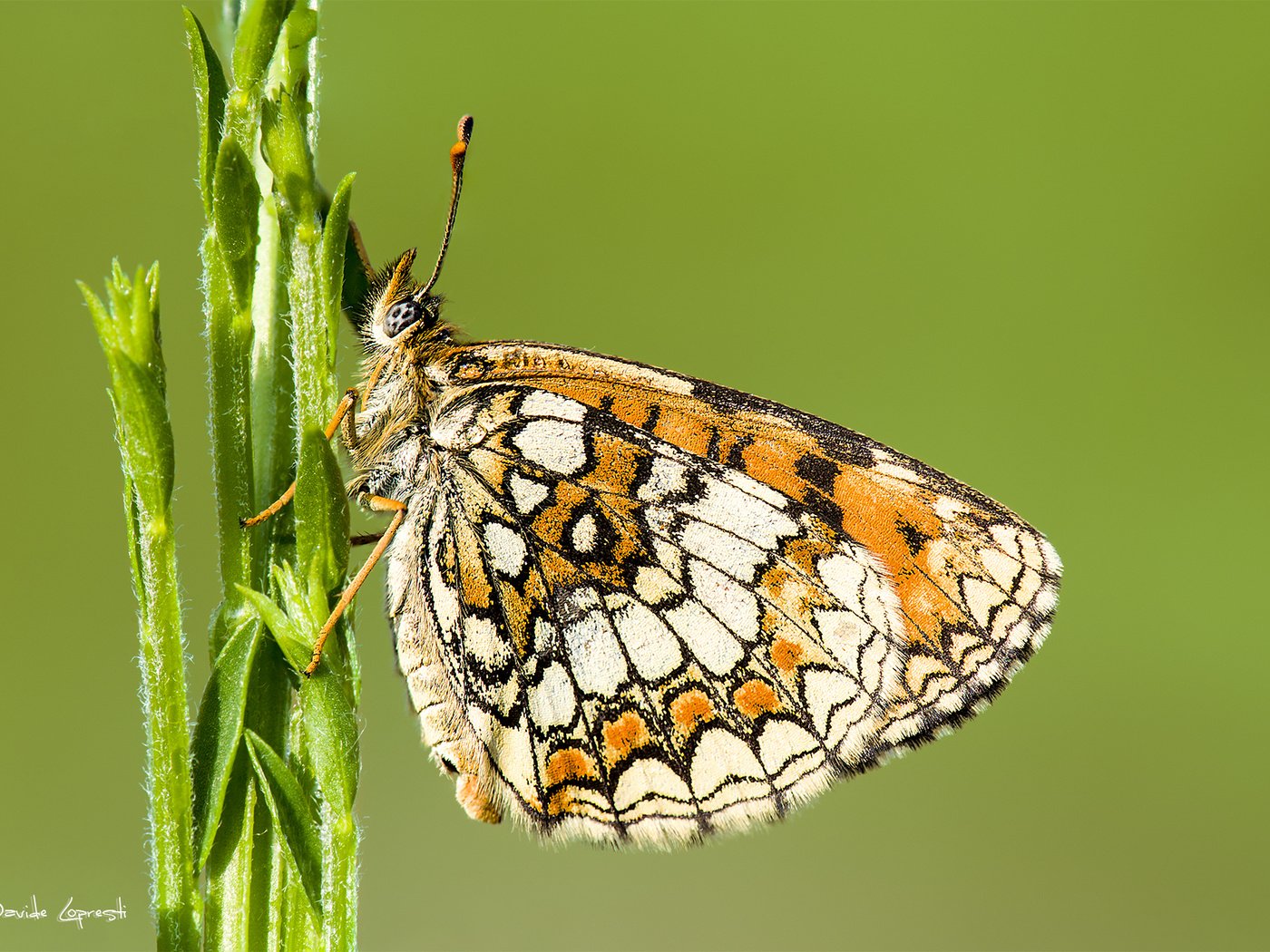 Обои природа, растения, насекомое, фон, бабочка, стебель, davide lopresti, шашечница, nature, plants, insect, background, butterfly, stem, the metalmark разрешение 2000x1333 Загрузить