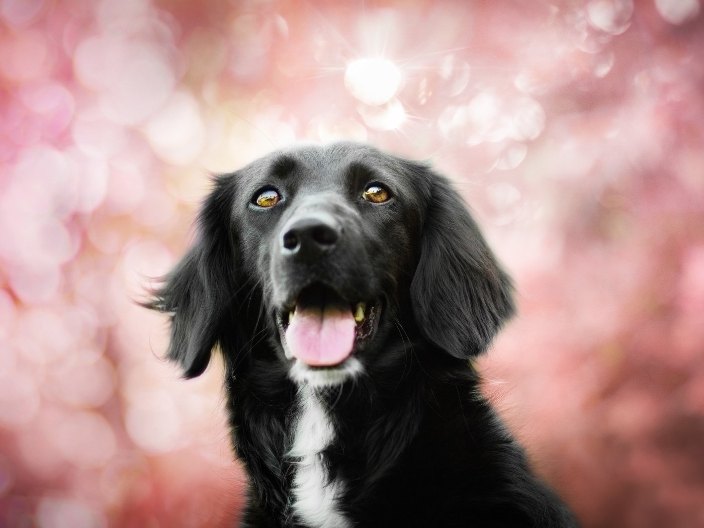 Обои собака, язык, пес, боке, бордер-колли, kedves tamara, spring colors, dog, language, bokeh, the border collie разрешение 4925x3283 Загрузить