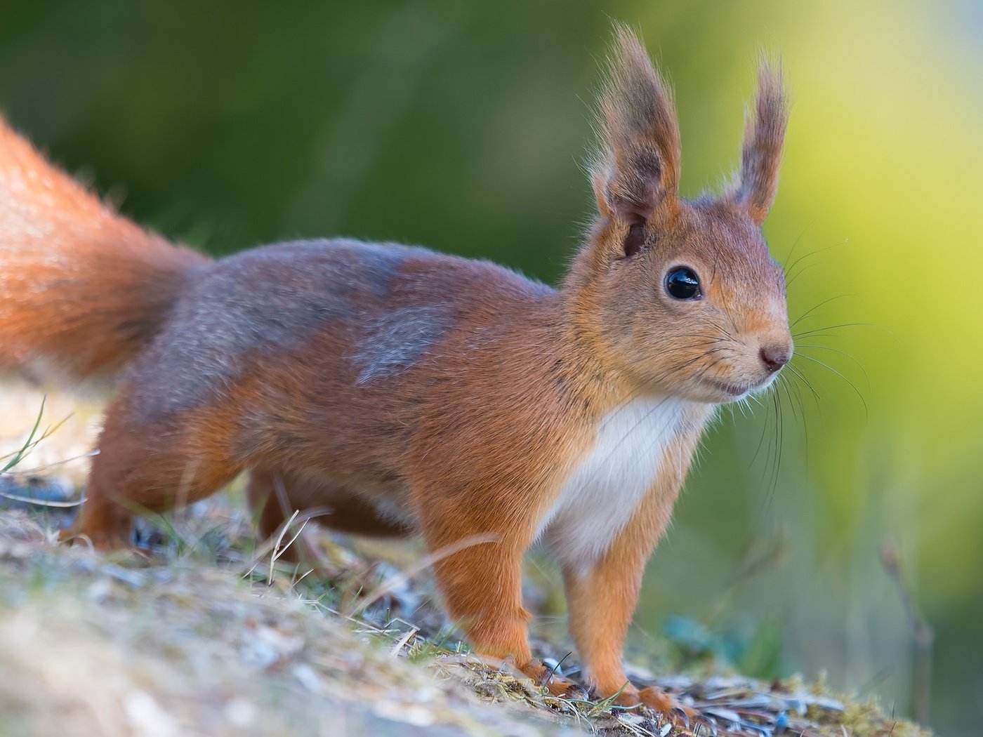 Обои мордочка, шерсть, белка, хвост, белочка, грызун, muzzle, wool, protein, tail, squirrel, rodent разрешение 2048x1152 Загрузить