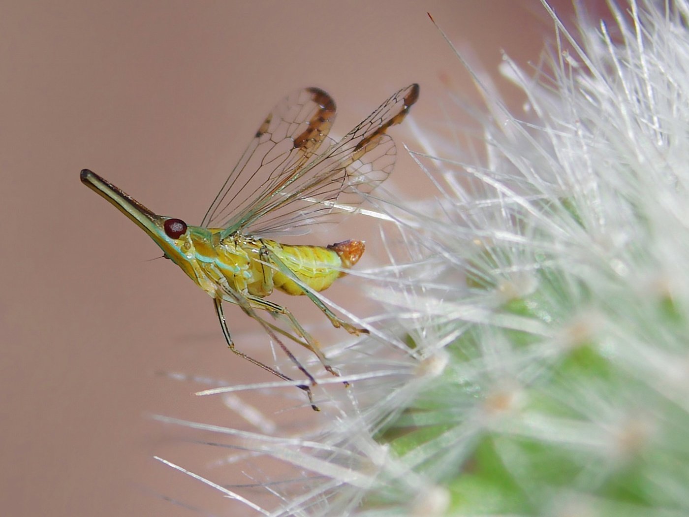 Обои насекомое, цветок, комар, insect, flower, the mosquito разрешение 1920x1080 Загрузить