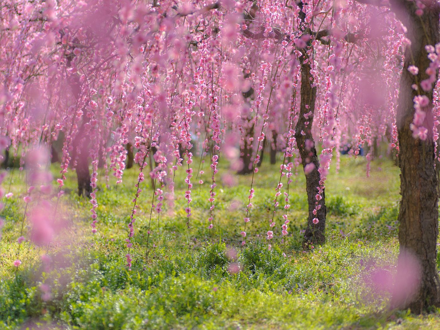 Обои деревья, цветение, ветки, весна, сакура, trees, flowering, branches, spring, sakura разрешение 1920x1200 Загрузить