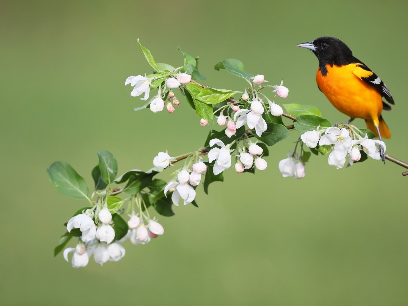 Обои цветы, птица, весна, иволга, балтиморский цветной трупиал, simon théberge, flowers, bird, spring, oriole, baltimore colored troupial разрешение 2048x1365 Загрузить