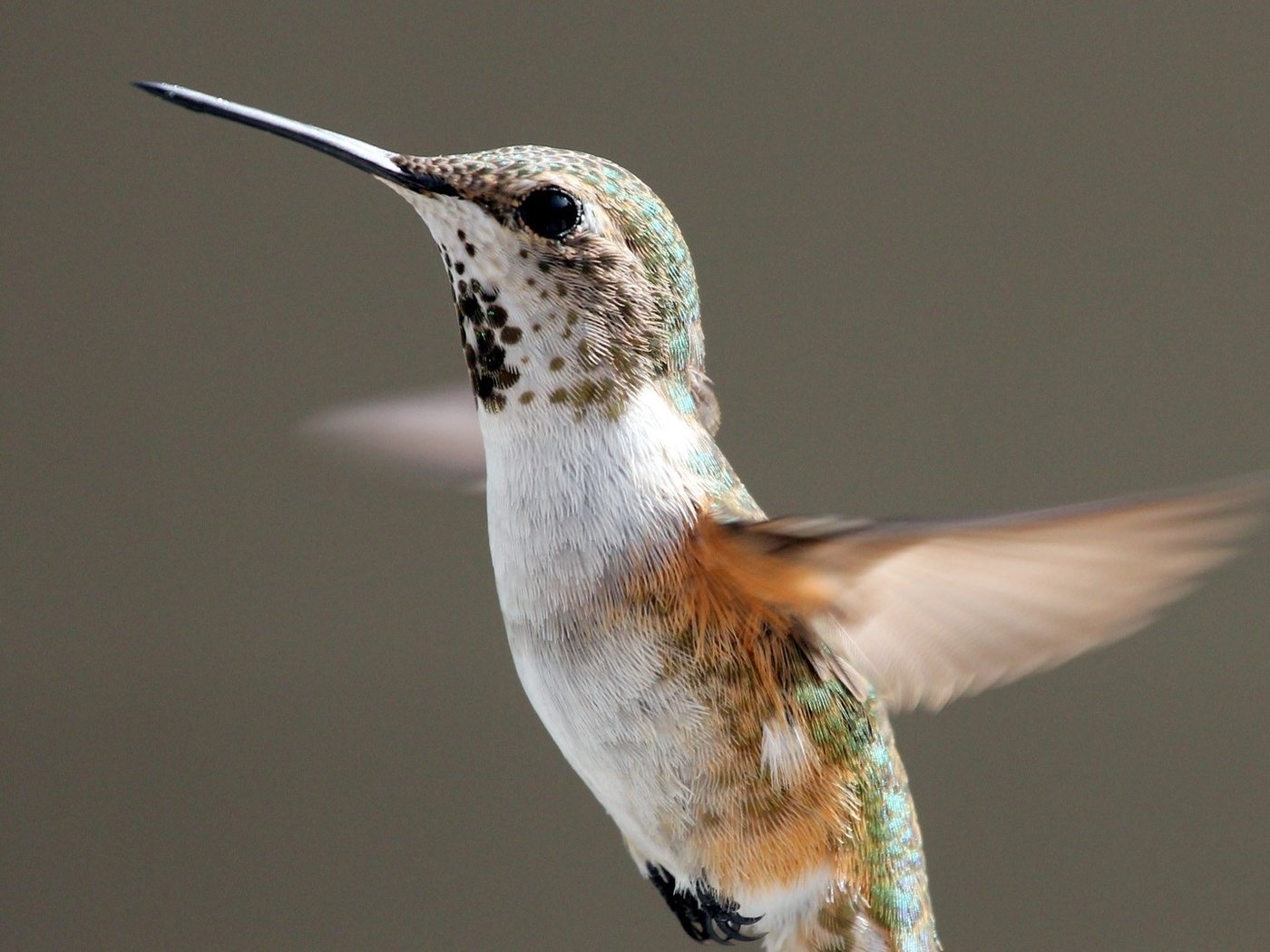 Обои полет, крылья, птица, клюв, перья, взмах, колибри, flight, wings, bird, beak, feathers, stroke, hummingbird разрешение 1920x1080 Загрузить