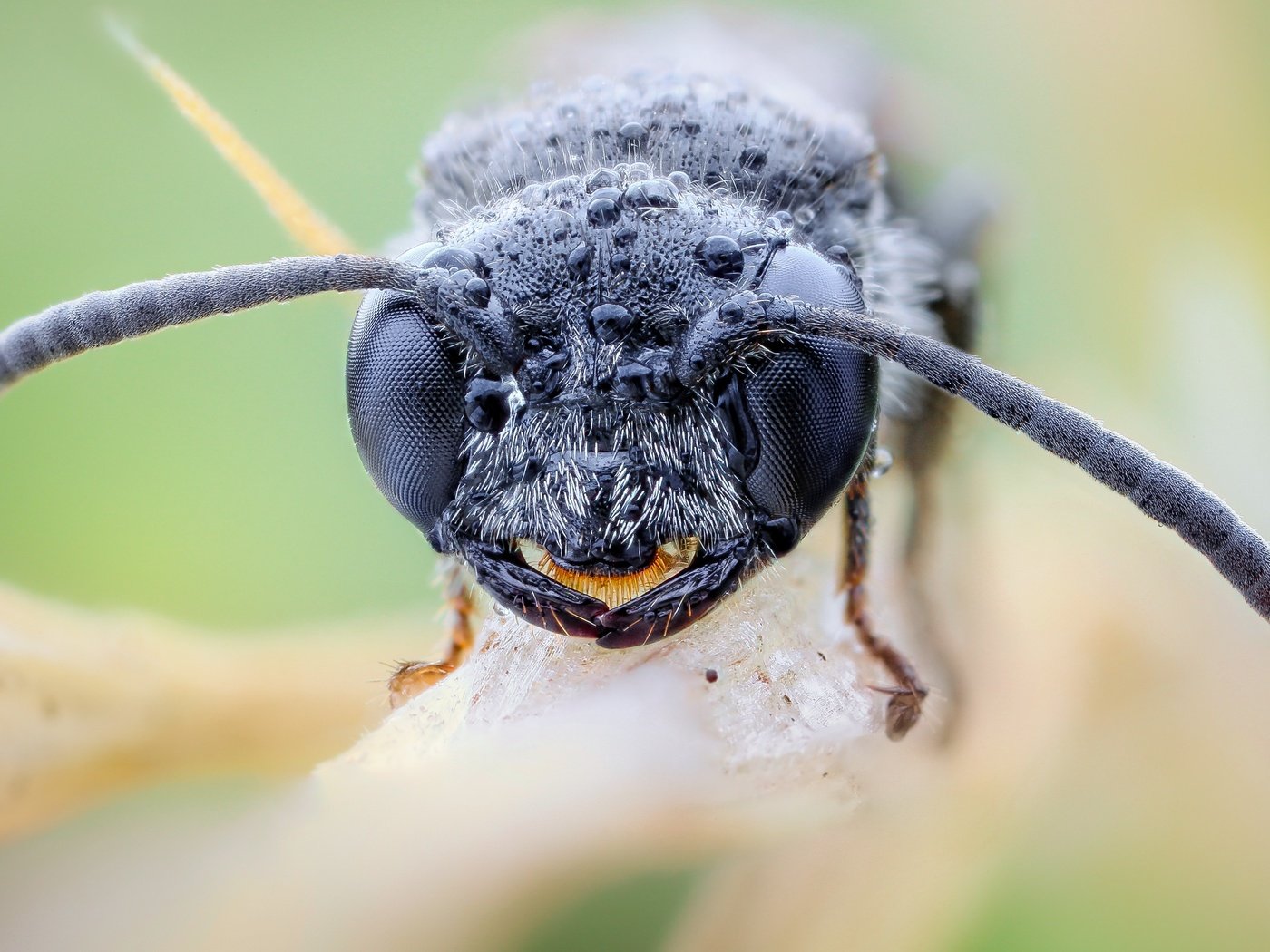 Обои глаза, насекомое, капли, оса, крупным планом, john hallmén, eyes, insect, drops, osa, closeup разрешение 3000x2000 Загрузить