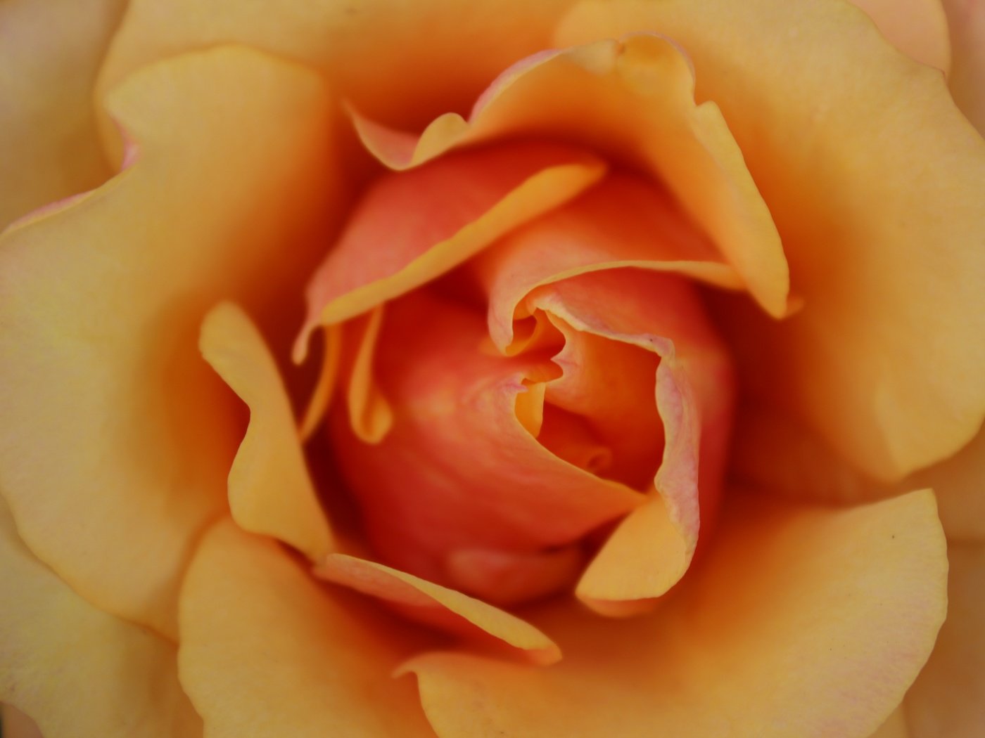 Обои макро, цветок, роза, лепестки, бутон, macro, flower, rose, petals, bud разрешение 5184x3456 Загрузить