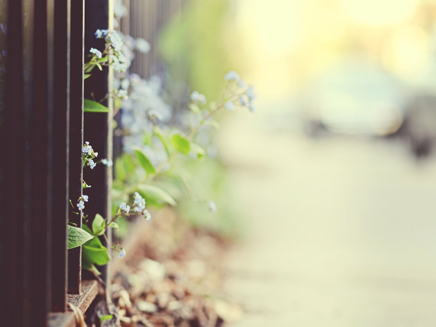 Обои цветы, макро, забор, боке, flowers, macro, the fence, bokeh разрешение 1920x1200 Загрузить