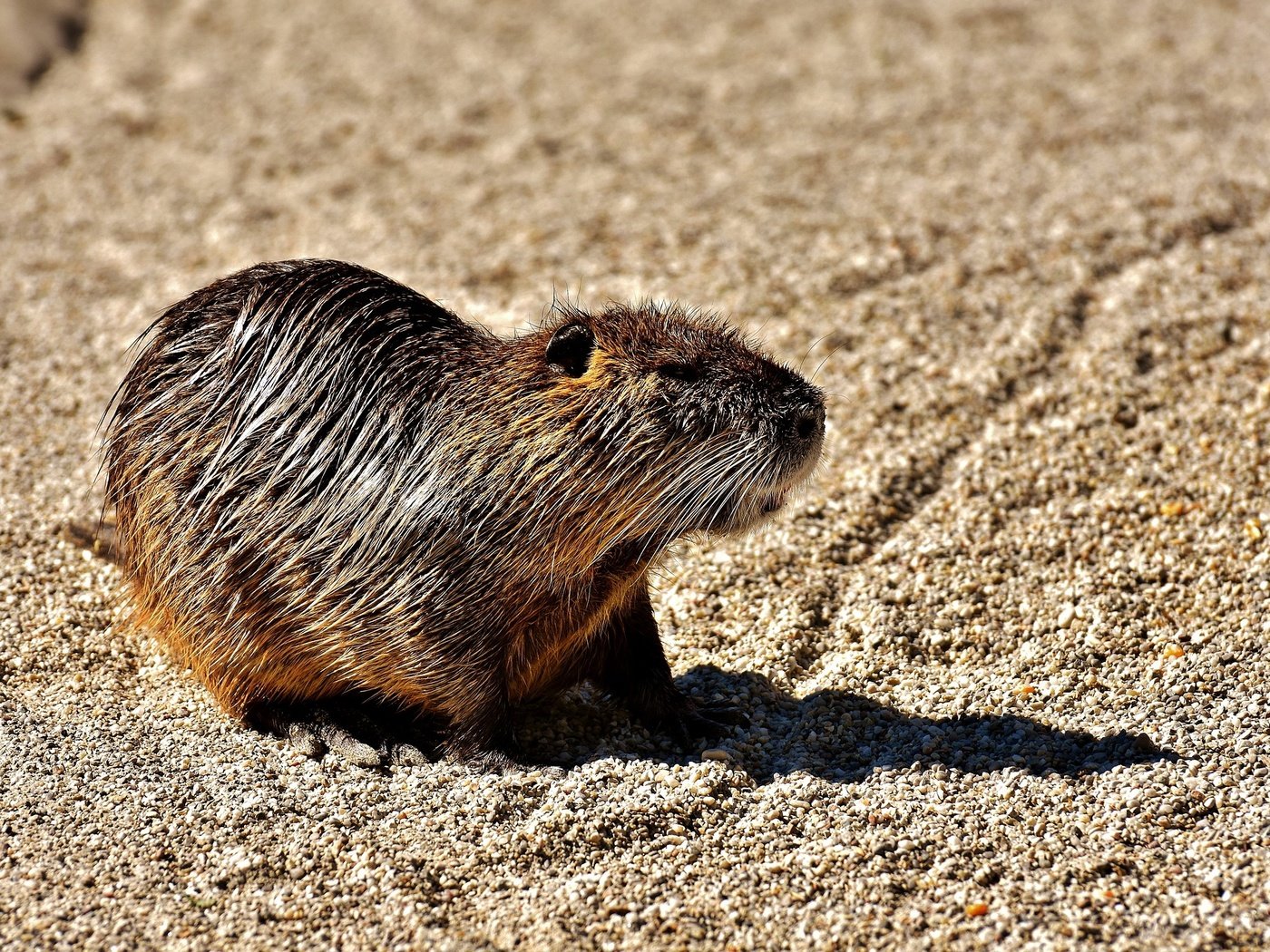 Обои животное, мокрый, грызун, водяная крыса, нутрия, animal, wet, rodent, the water rat, nutria разрешение 1920x1280 Загрузить