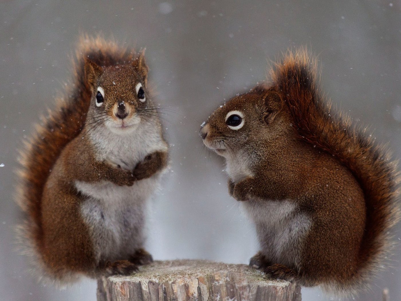 Обои снег, природа, животные, белки, белочки, andre villeneuve, snow, nature, animals, proteins, squirrels разрешение 1920x1200 Загрузить