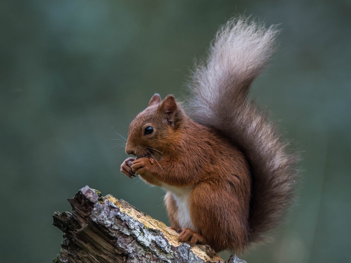 Обои животное, белка, зверек, хвост, белочка, грызун, animal, protein, tail, squirrel, rodent разрешение 2048x1367 Загрузить