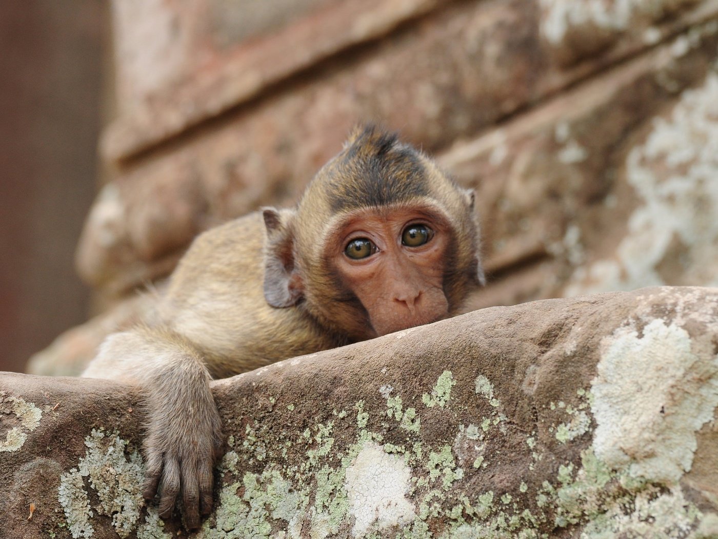 Обои морда, грусть, взгляд, обезьяна, печаль, макака, face, sadness, look, monkey разрешение 2048x1372 Загрузить