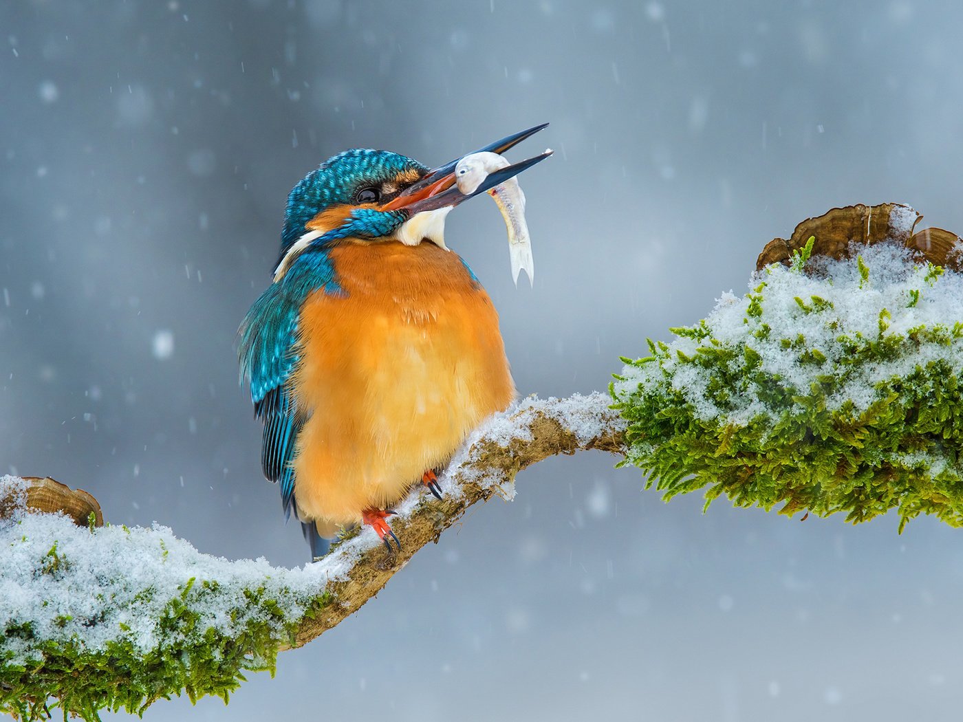 Обои ветка, снег, зима, птица, рыбка, зимородок, branch, snow, winter, bird, fish, kingfisher разрешение 1920x1200 Загрузить