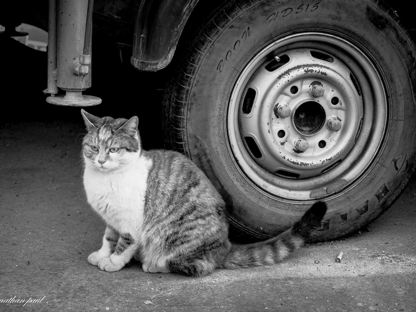 Обои глаза, фон, кот, кошка, взгляд, чёрно-белое, колесо, eyes, background, cat, look, black and white, wheel разрешение 6016x4000 Загрузить