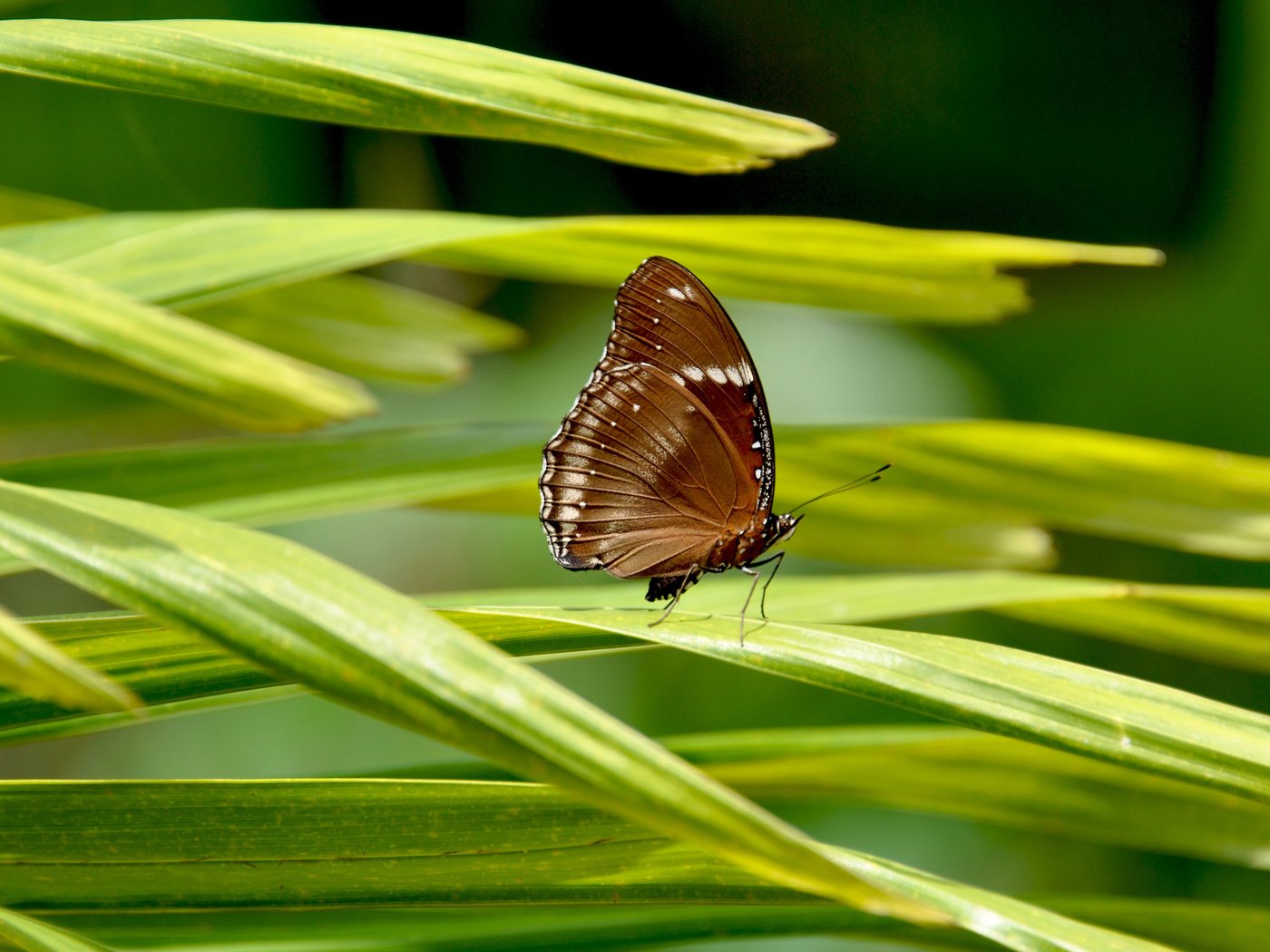 Обои трава, макро, насекомое, бабочка, крылья, лунная бабочка, hypolimnus bolin, grass, macro, insect, butterfly, wings разрешение 2560x1600 Загрузить