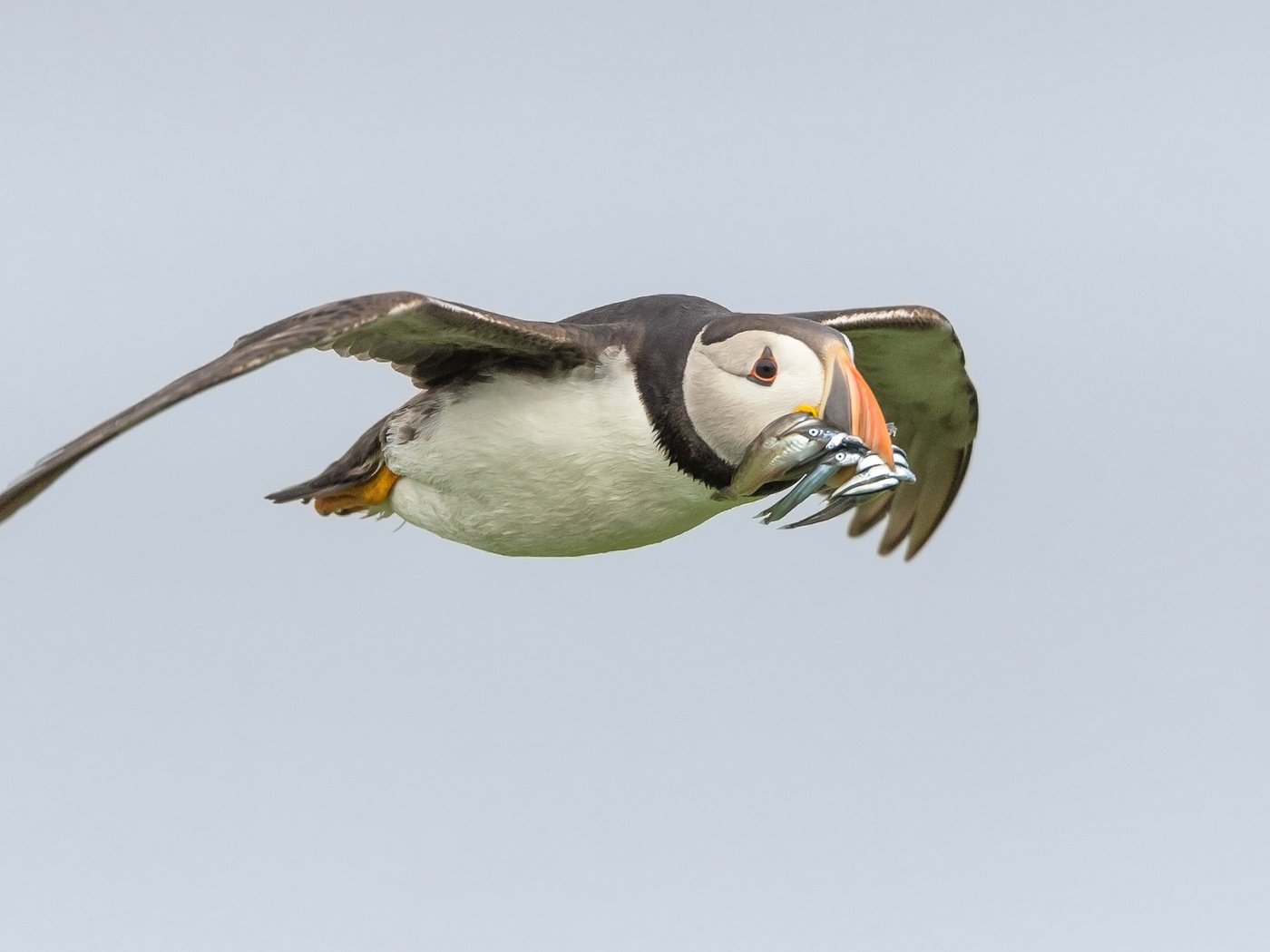 Обои полет, крылья, птица, клюв, рыба, тупик, улов, flight, wings, bird, beak, fish, stalled, catch разрешение 2048x1233 Загрузить