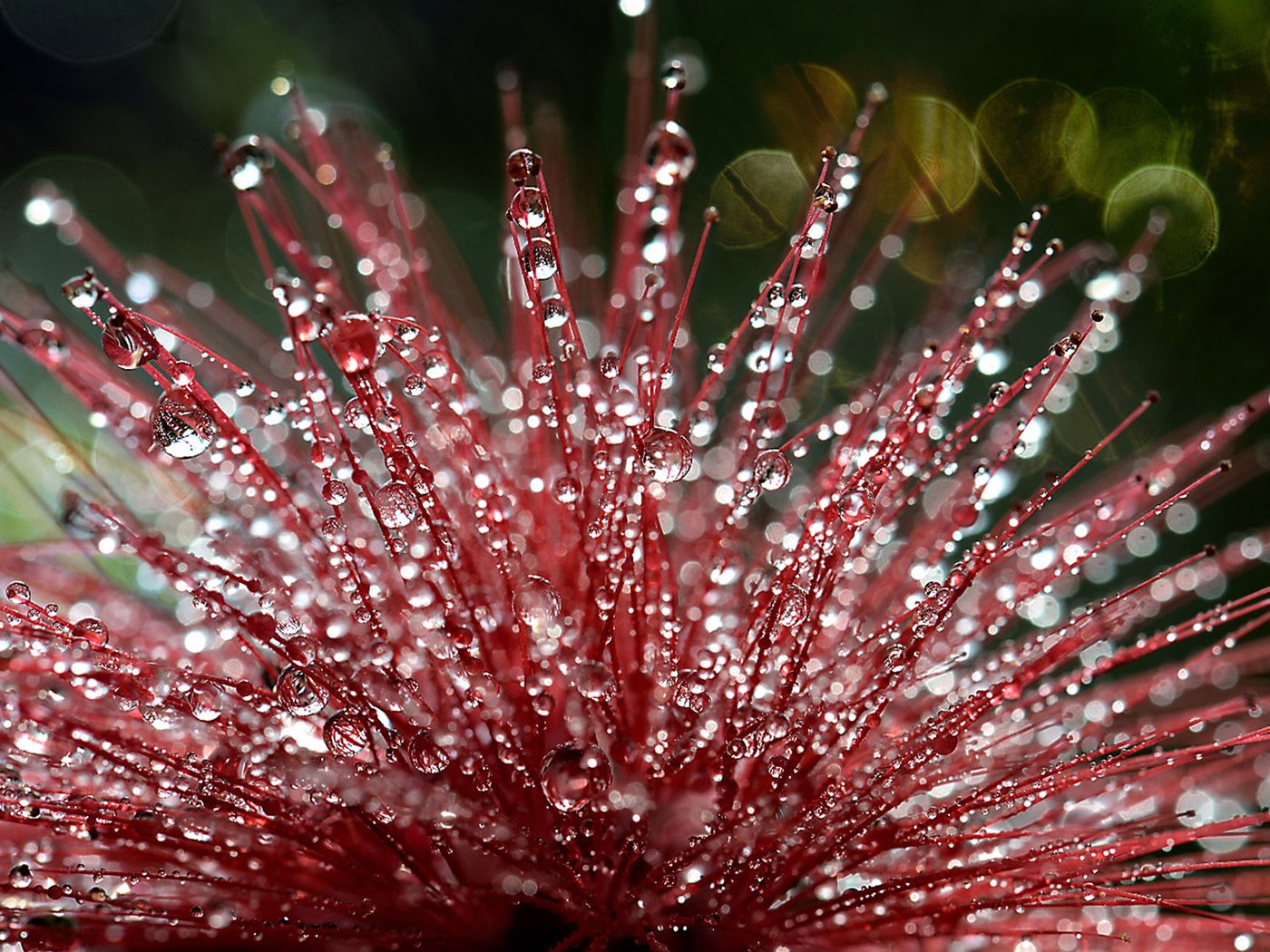 Обои макро, цветок, капли, боке, капельки росы, macro, flower, drops, bokeh, drops of dew разрешение 1920x1200 Загрузить