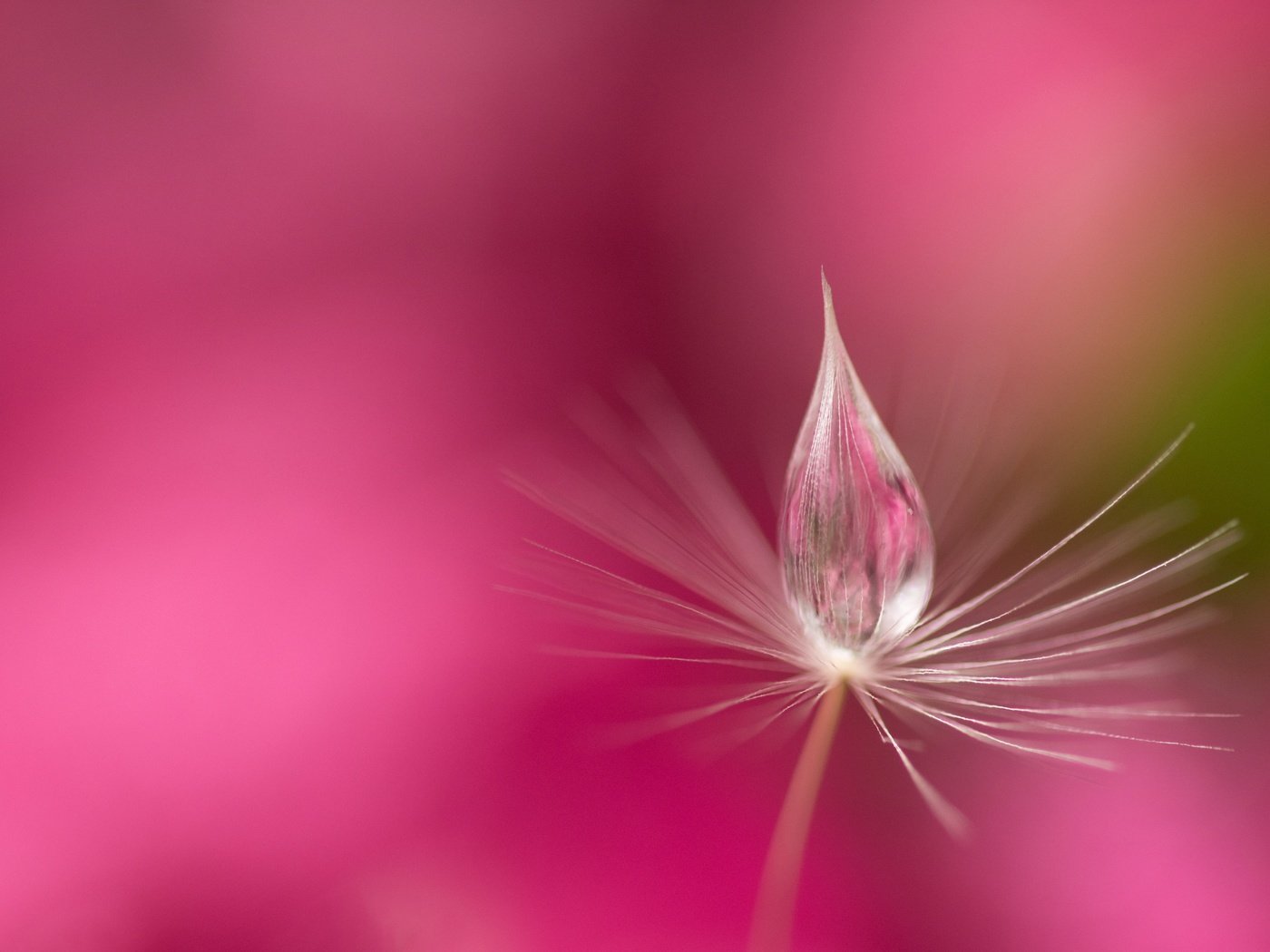 Обои вода, природа, роса, капля, розовый фон, былинка, water, nature, rosa, drop, pink background, blade of grass разрешение 6000x3760 Загрузить