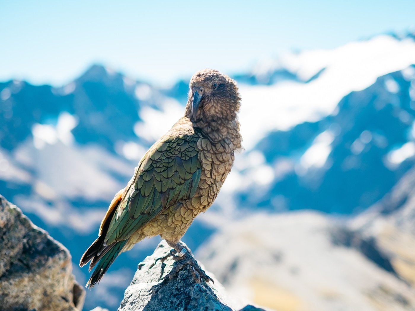 Обои небо, облака, птица, клюв, попугай, попугай кеа, the sky, clouds, bird, beak, parrot, parrot kea разрешение 5000x3333 Загрузить