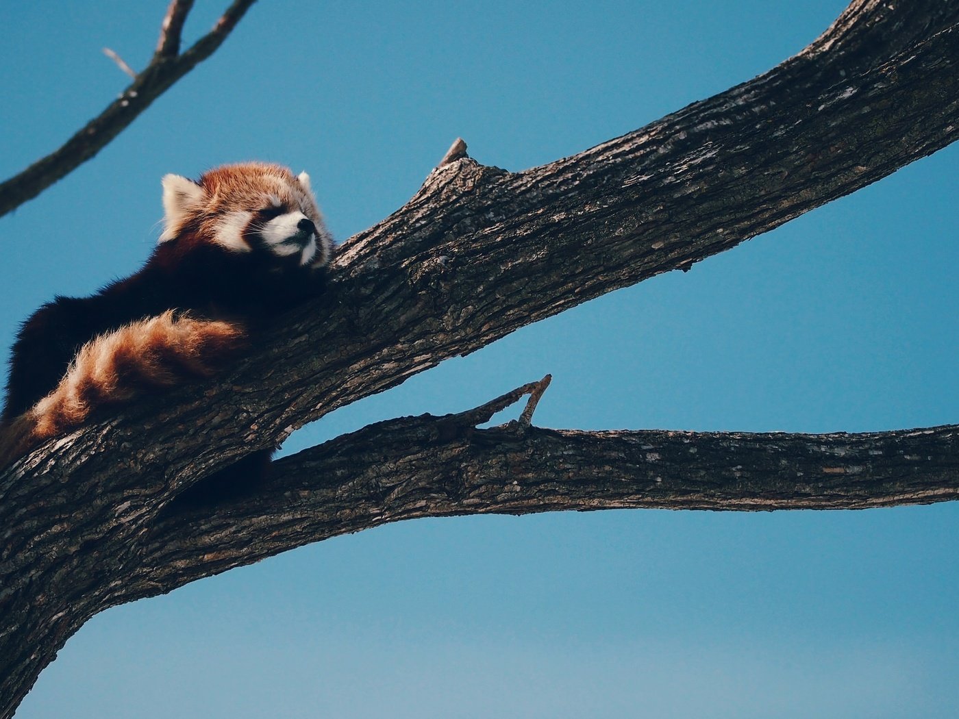 Обои дерево, панда, животное, красная панда, малая панда, tree, panda, animal, red panda разрешение 2048x1154 Загрузить