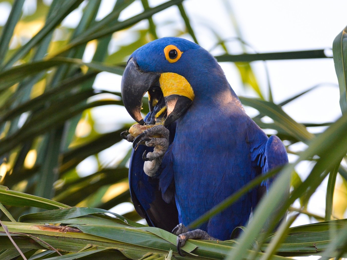 Обои растения, птица, клюв, перья, попугай, ара, plants, bird, beak, feathers, parrot, ara разрешение 2048x1365 Загрузить